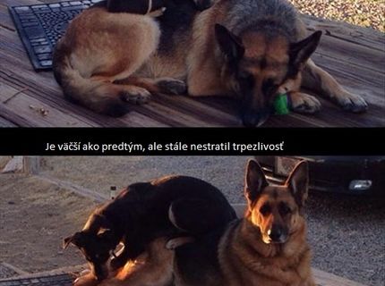 Niektoré zvieratá majú väčšiu trpezlivosť ako ľudia :) veď posúďte sami :)