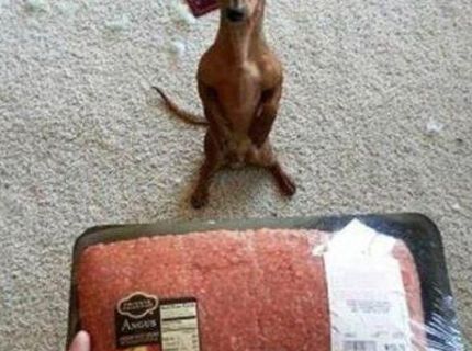 Malý psík s veľkým problémom :D No nie je roztomilý? :D