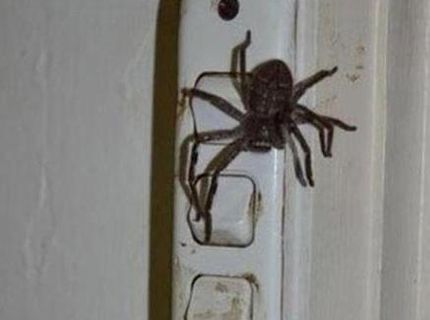 Ako môže dopadnúť neznesiteľný strach z pavúkov :D