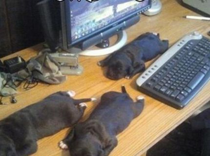 Chcete mať doma veľa šteniatok? Tu je NÁVOD, ako na to :D