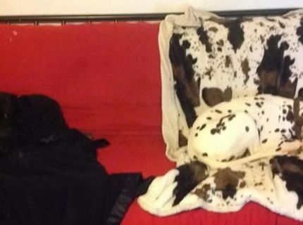 Najdokonalejšia kamufláž na svete :D