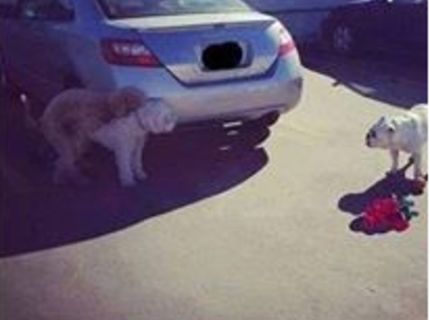 Ako vyzerá sklamanie v láske vo svete psov :D