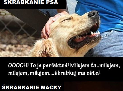 Zásadný rozdieľ medzi psom a mačkou :D