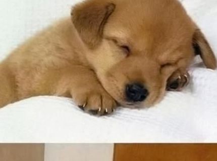 Ako si myslíme, že vyzeráme počas spánku :D Takáto je však skutočnosť :D