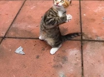 Mačky a ich dokonalé sebavedomie :D