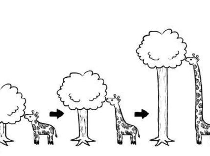 Žirafy a ich evolúcia :D