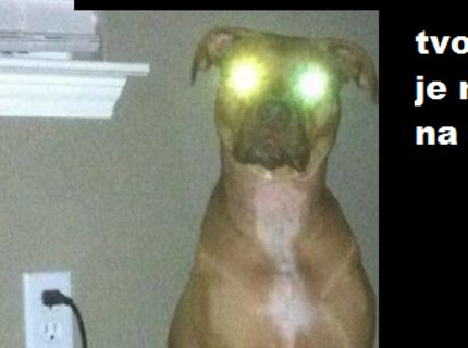 Ako zistíš, že tvoj pes je úplne nabitý :D