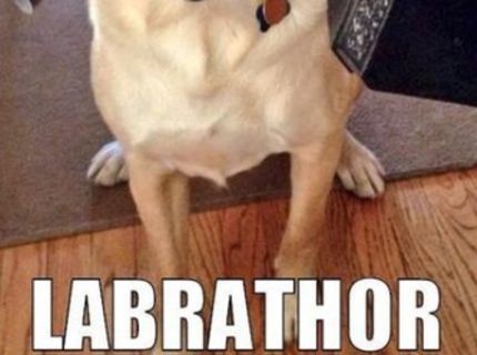 Našli sme LABRATHORA :D No nie je roztomilý? :)