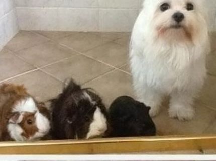 Roztomilé stvorenia, ktoré sa dali oklamať :D