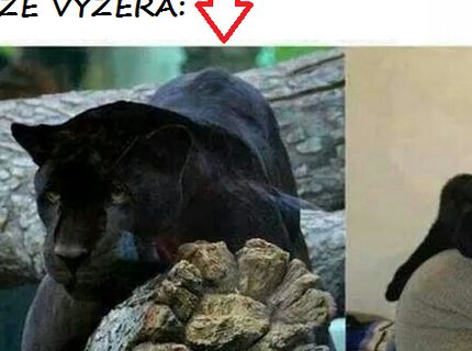 Ako si myslí moja mačka, že vyzerá :D