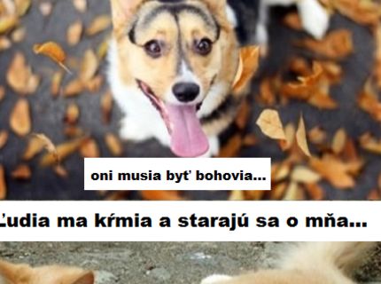 Aký je zásadný rozdiel medzi psom a mačkou :D