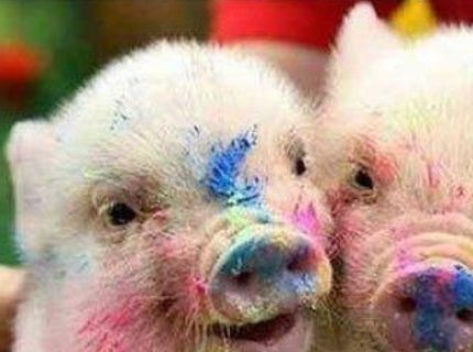 Čo nám pripomínajú dievčatá, keď postnú svoju fotku na Fb :D