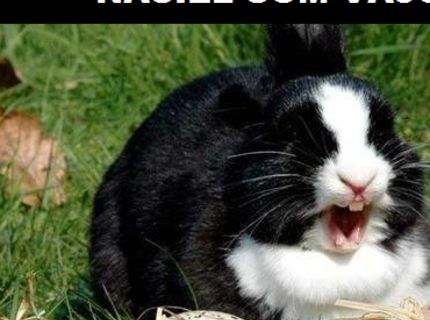 Keď zajac nájde vajíčka :D :D