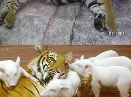 Tak toto je krásne! Tigrica si osvojila malé prasiatka :)