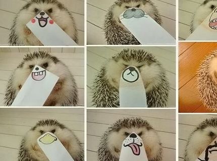 Zábava s ježkom nepozná hraníc :D