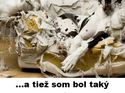 Ako sa tvária naši psí miláčikovia, keď niečo zdemolujú :D