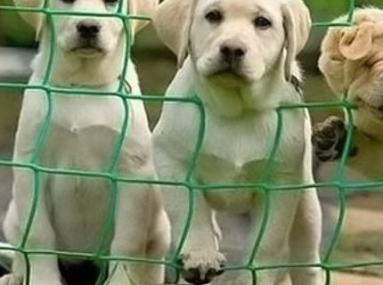 Pozri si tieto tri najroztomilejšie stupne zvedavosti :D