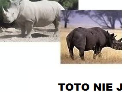 Zisti aj ty, čo by mali mať skutoční jednorožci :D