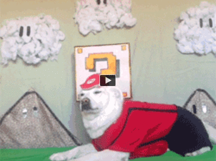 BRATM GIF: Roztomilé! Hra Mario vo svete zvierat :D