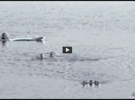 BRATM GIF: Ako si matka chráni svoje deti :D