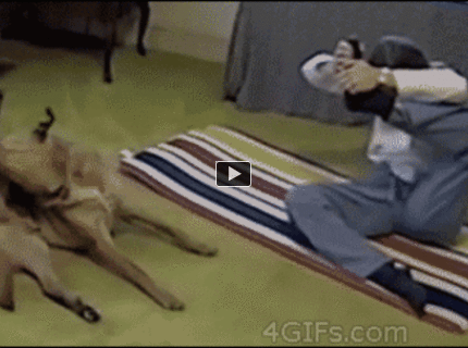 BRATM GIF: Tak toto je podarené! Pes opakuje po svojej paničke :)