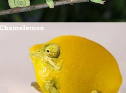 LOL :D Chameleón na niekoľko spôsobov :D :D