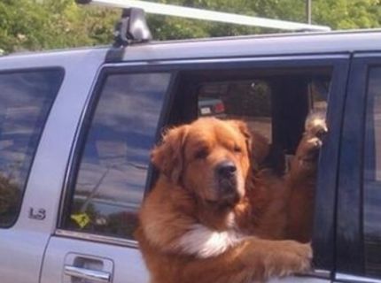 Tak toto je pán PES :D