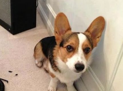 Ako to vnímajú psy, keď niečo zdemolujú :D