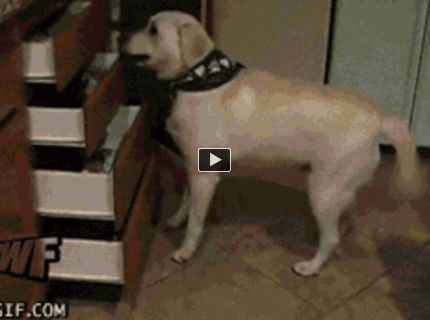 BRATM GIF: Roztomilé! Psík s veľmi netradičnou záľubou :D