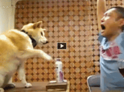 BRATM GIF: LOL :D Pes asistent :D