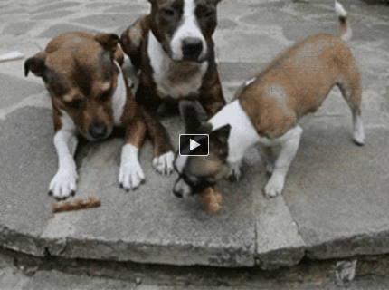 BRATM GIF: Podarené! Aj tí najmenší vedia byť najšikovnejší :))))