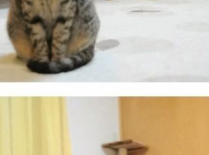 Ako zákerní dokážu byť k sebe naši domáci miláčikovia :D