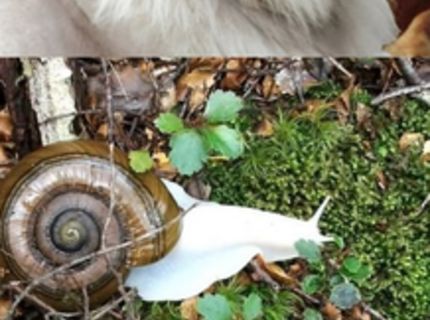 Albíni zo sveta zvierat :) Pozri si tieto unikátne fotky!