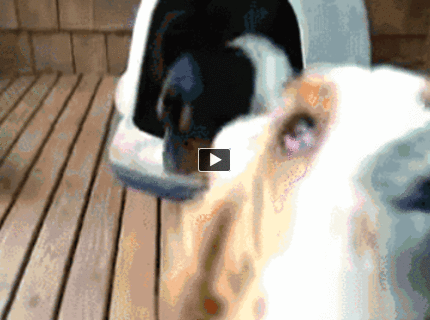 BRATM GIF: Sleduj a neuveríš, koľko psov sa zmestilo do tohoto malého peliešku :D