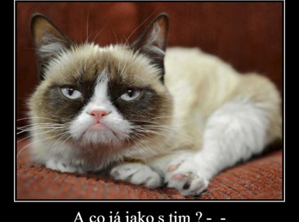 Grumpy cat