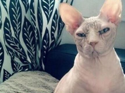 Tak toto je výstižný obrázok :D Takto sa cítia tehotné ženy :D