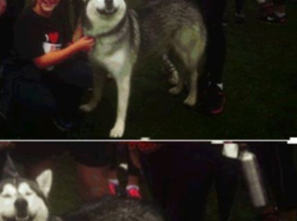 DOG FACE 100 bodov! :D