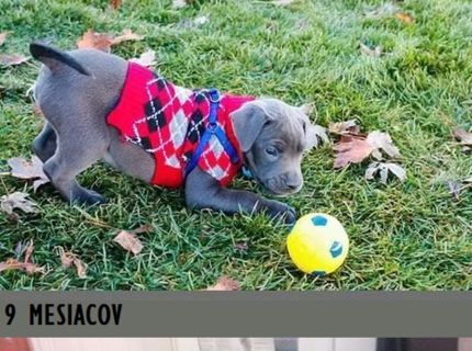 Roztomilé! :) Poriadne z toho vyrástol :D