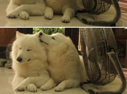 Skutočná láska :)