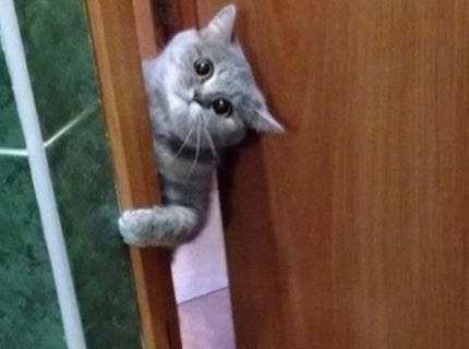 Najčastejšie zamyslenie mačiek :D