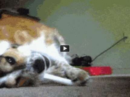 BRATM GIF: Pes, ktorý miluje jeho kosť :D