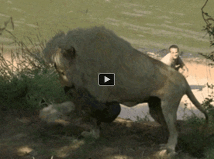 BRATM GIF: Lev a jeho nová hračka :D