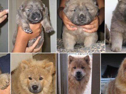 Psík a jeho fázy rastu zachytené v jednom obrázku :)