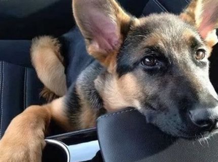 Podarené :)  Takto sa cítia naši domáci miláčikovia, keď môžu s nami tráviť čas :)