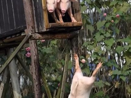 Aj prasiatka sa vedia zabávať :D Tu je dôkaz :D