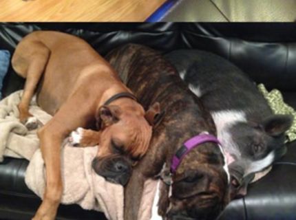 Najlepší priatelia :) No nie sú rozkošní? :)))))