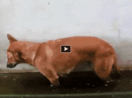 BRATM GIF:  Takto vyzerá skutočná únava :D