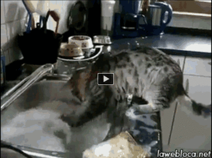 BRATM GIF: Najlepší pomocník pri umývaní riadu :D