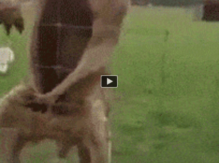 BRATM GIF:  Tak toto je husté! Kengura predvádza svoje osvalenie :D