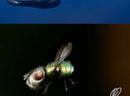 Ako by reálne vyzerali zvieratá podľa kresieb detí :D